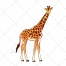 Giraffe vector, animal vector
