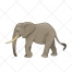 Elephant vector, color illustration, animal vectors