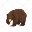 Bear vector, wild animal, vector illustration, color
