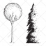 sketch tree vector pack, spruce vector, evergreen vector