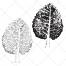 sketch tree vector, linden tree vector 