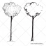 sketch tree vector silhouette, beech vector, organic environment natural tree vector
