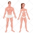 People vector, body, anatomy, figure, woman, man, naked people, underwear