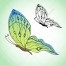 green butterfly vector, hand drawn vector, drawing vector, butterflies vector