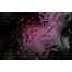 dark background, dark texture, abstract texture, purple texture, drops on glass, buy texture pack, hi res textures