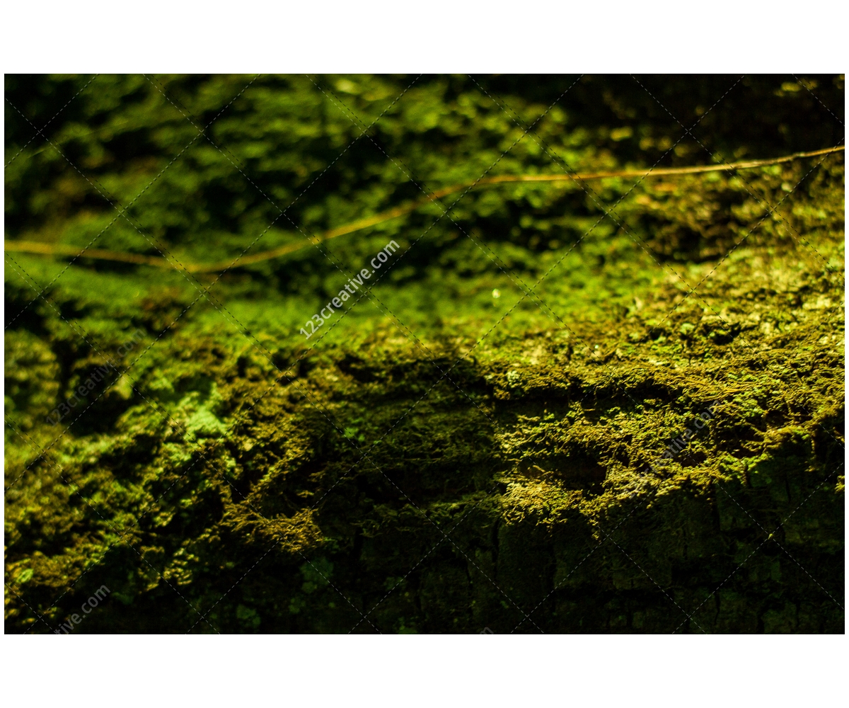 Free Abstract forest backgrounds - green natural textures ...