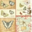 Vintage butterfly vector illustrations