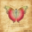 vintage butterfly vector