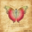 vintage butterfly vector