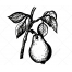 Sketch pear vector