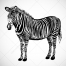 Zebra vectors