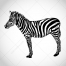 Zebra vectors