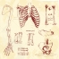 sketch anatomy human bone vectors, ancient bone vectors