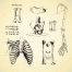 human foot bone anatomy, sketch anatomy bones, antique bone vectors