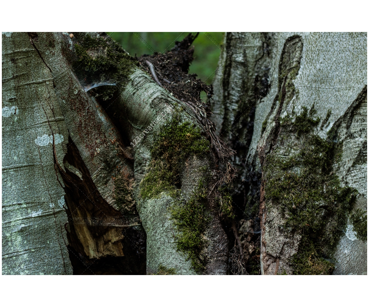 free abstract forest backgrounds green natural textures email templates free